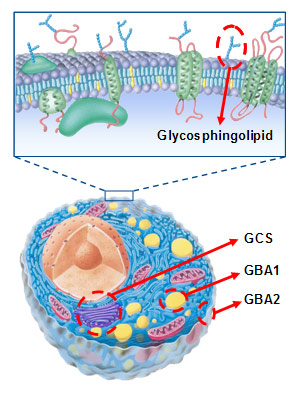 Glycosphingolipid on membran.jpg