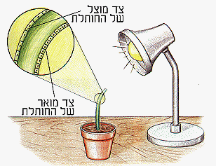 קובץ:טרופיזם -תמונה.gif