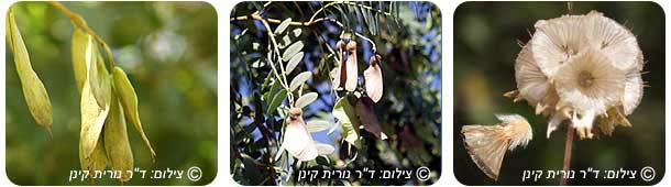 רוח 1.jpg