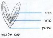 קובץ:180px-Wiki.JPG