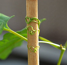 קובץ:220px-Brunnichia ovata .jpg