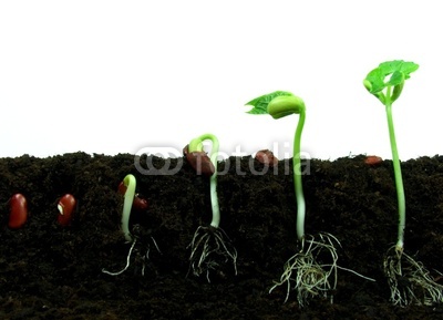 400 germination.jpg