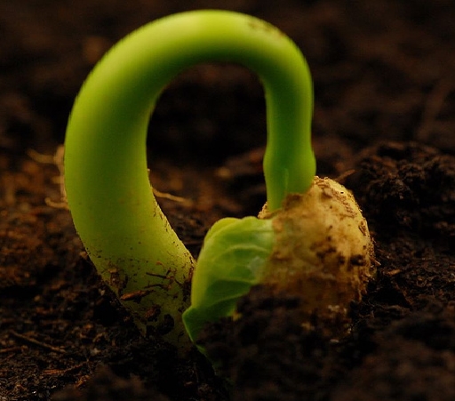 קובץ:Seed2.jpg