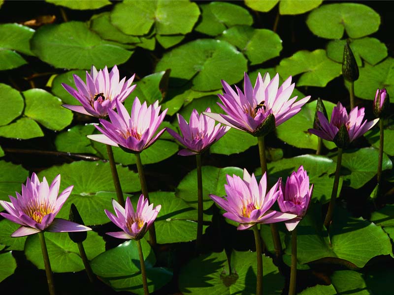 קובץ:Water lilies.jpg
