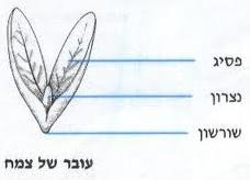 קובץ:Wiki.JPG