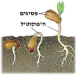 קובץ:Zera2.jpg