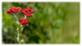 תמונה ממוזערת לגרסה מתאריך 15:13, 8 באוקטובר 2011