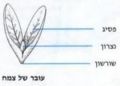 תמונה ממוזערת לגרסה מתאריך 16:23, 21 בינואר 2012