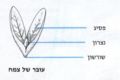 תמונה ממוזערת לגרסה מתאריך 14:13, 21 בדצמבר 2011