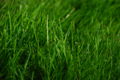 Green Grass.jpg