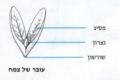 תמונה ממוזערת לגרסה מתאריך 19:26, 12 בינואר 2012