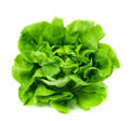 Lettuce.jpg