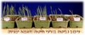 תמונה ממוזערת לגרסה מתאריך 12:30, 28 בדצמבר 2011