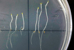 Seedlings 1.jpg