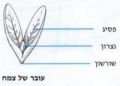 תמונה ממוזערת לגרסה מתאריך 16:50, 15 בינואר 2012