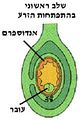 תמונה ממוזערת לגרסה מתאריך 15:43, 9 בדצמבר 2011