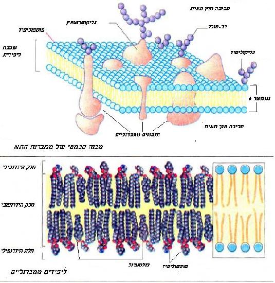 Lipids of membran.JPG
