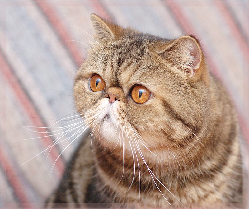 Noamcat1.jpg